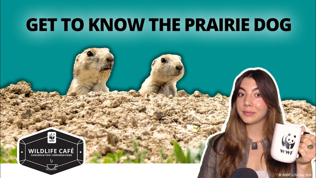 10 Most Asked Prairie Dog Questions—Answered by a Wildlife Expert