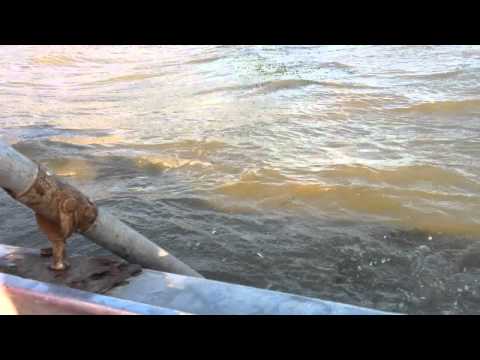 White-Ra goes fishing