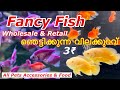 Fancy Fish ഞെട്ടിക്കുന്ന വിലക്കുറവ് | Wholesale & Retail | Starting From 3