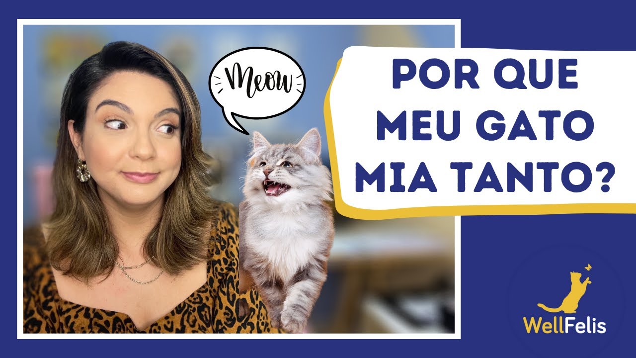 Por que meu gato mia tanto?