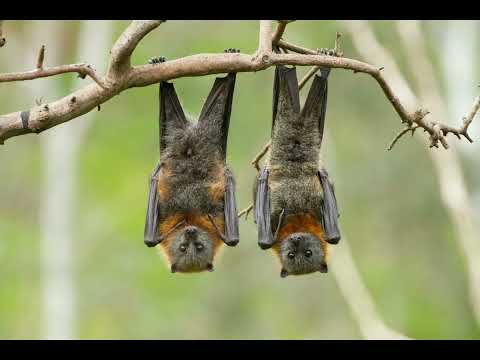 macluumaad ku saabsan fiidmeerta.