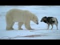 Huskies And Bears Wild Polar Bear Diary BBC Earth