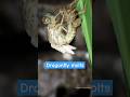 Life Cycle Of Dragonfly Dragonfly Sheds Skin Tropical Forest Bees Dragonfly