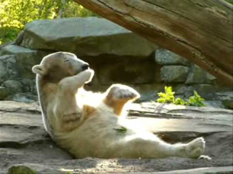 knut 20 04 2009 ganz entspannt