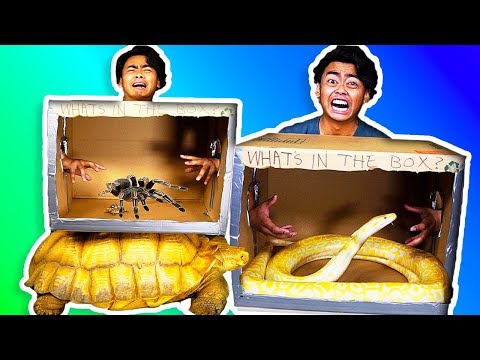 WHAT'S IN THE BOX CHALLENGE! ~ Giant Snake, Tortoise, Scorpions, Lizard