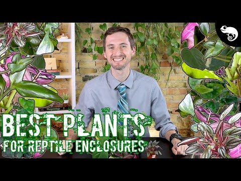 Five of the Best Plants for Reptile and Amphibian Enclosures