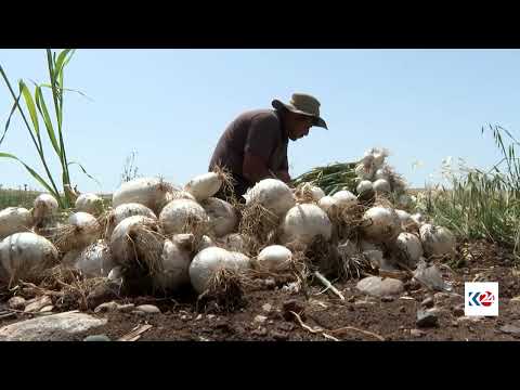 سەیری ڤیدیۆکە بکەن .. بەرهەمهێنانی پیاز لە ئاکرێ زیادیکردووە