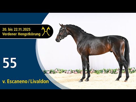 No. 55 Stallion by Escaneno - Livaldon | Verden Stallion Licensing 2025 - Dressage - Nov. 21/22