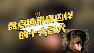 全世界最凶悍的十种名犬，藏獒只排第二，见到一定要远离。