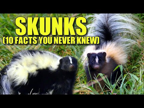 Skunk ???? (10 FACTS You NEVER KNEW)