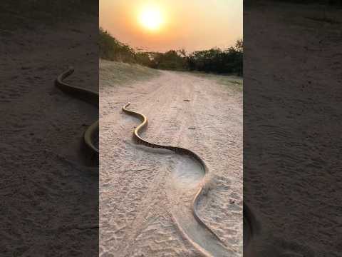 dhaman saap (Indian rat snake) left to home #shorts