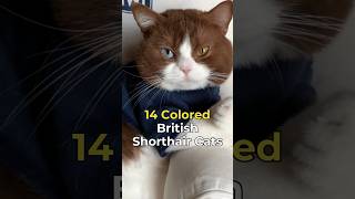 Download lagu 14 Colored British Shorthair Guide #petlover #cuteanimals mp3