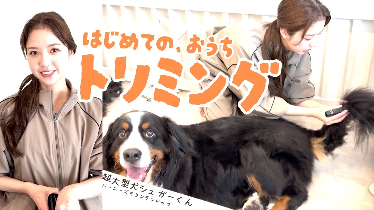 【超大型犬】「もうやらなーい！」と言いつつ頑張った2人の結果はー！？
