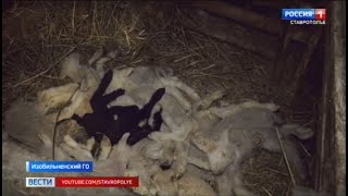 На Ставрополье отары овец гибнут от голода
