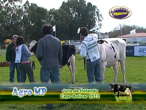 Expo Bolivar 2012   Jura Holando
