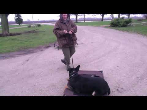 Training sessino with Rocky