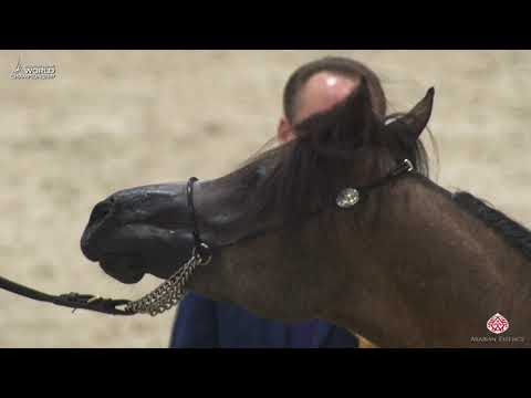 N 93 JASSID KA   Paris 2019   Yearling Colts Class 4A