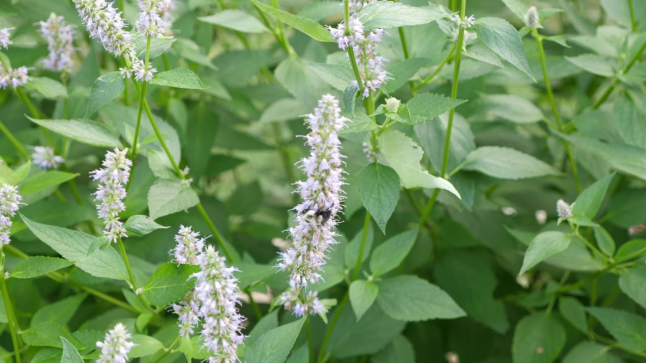 Clethra Alnifolia 'Ruby Spice' UHD 4K