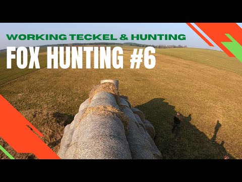 POLOWANIE NA LISY Z JAMNIKIEM, STOGOWANIE - Fox hunting with dachshund (teckel) #6