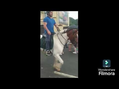 3 YO Cob - Image 2