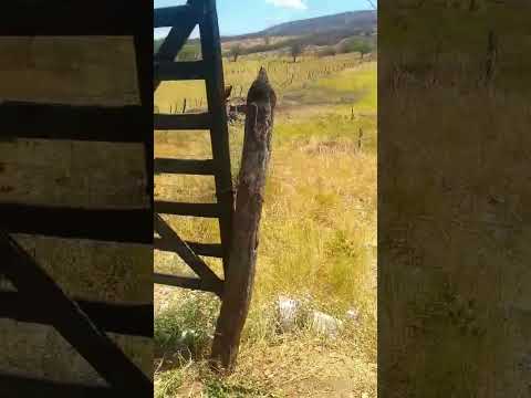 olha pessoal João na cidade de São José de princesa Isabel amostrando a situação como e que está.