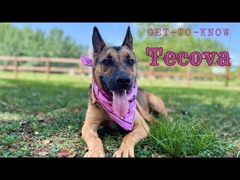 Dog for adoption - Tecova the little listener, a German Shepherd Dog &amp; Dutch Shepherd Mix in ...