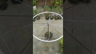 Cypressvine plant in umbrella shape || Plants & Gardening