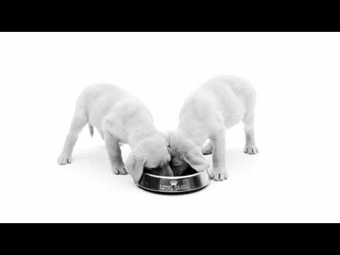 Royal Canin Yorkshire Terrier Junior 1,5kg video
