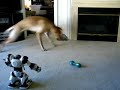 Cachorro vs. Robot