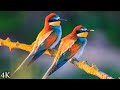 11 Hours Of Relaxing Classical Music And Stunning 4k Bird Videos