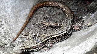 preview picture of video 'Lézards des murailles (Lagartixas-dos-muros): Podarcis muralis à Chaudfontaine (Liège-Belgique)..'