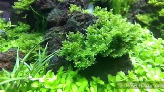 [問題] 哪裡可以買到千層珊瑚moss/莫絲/莫斯