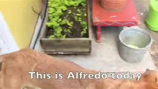 Alfredo: A Story of Hope