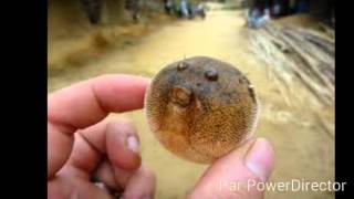 Miley Cyrus pablow the blow fish