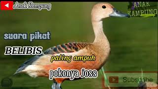 Download lagu 🔴suara pikat Belibis(kembang & batu) terbaru//ada suara sayapnya juga//paling ampuh mp3
