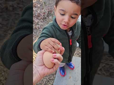 Me and Jace collecting eggs