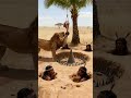 Can This Lion Safely Eat The Zebra Leg Wildlife