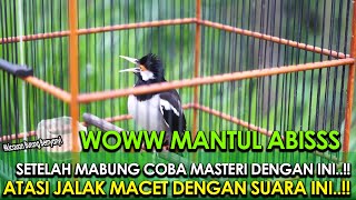Download lagu TERAPI BUNYI BURUNG JALAK SUREN SETELAH MABUNG - MASTERAN PALING AMPUH..!! mp3