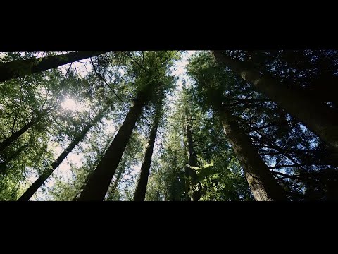 LA CARAVANE PASSE feat. TRYO – Droit Comme un Arbre (Clip officiel)