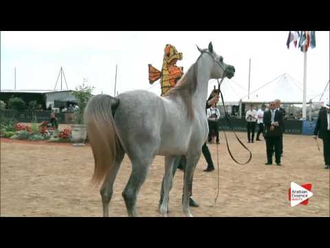 N.113 ALEXXANDERR - Menton 2016 - Colts 2 years old (Class 7)