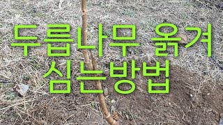 두릅나무 묘목 심는방법