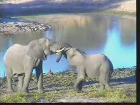 2 Playfull Ellie Bulls