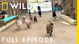 Baby Goat Stampede and the Rancho Turkey Gang (Full Episode) | America's Funniest Home Videos by Nat Geo WILD