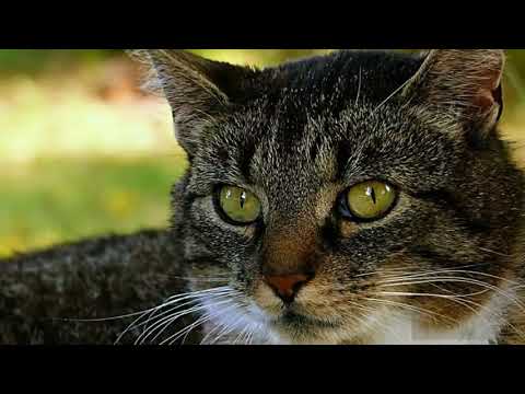 How to Care for American Shorthair Cats – Taking Care of Cat