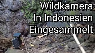 Indonesische Wildkamera Aufnahmen ! Endlich hat es geklappt.