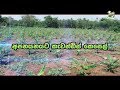 අපනයනයට කැවන්ඩිස් කෙසෙල් Department Of Agriculture Sri L