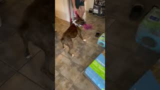 Video preview image #1 Boxer Puppy For Sale in  Katy, TX, USA