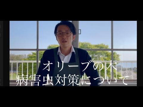 園芸 オリーブの木の害虫