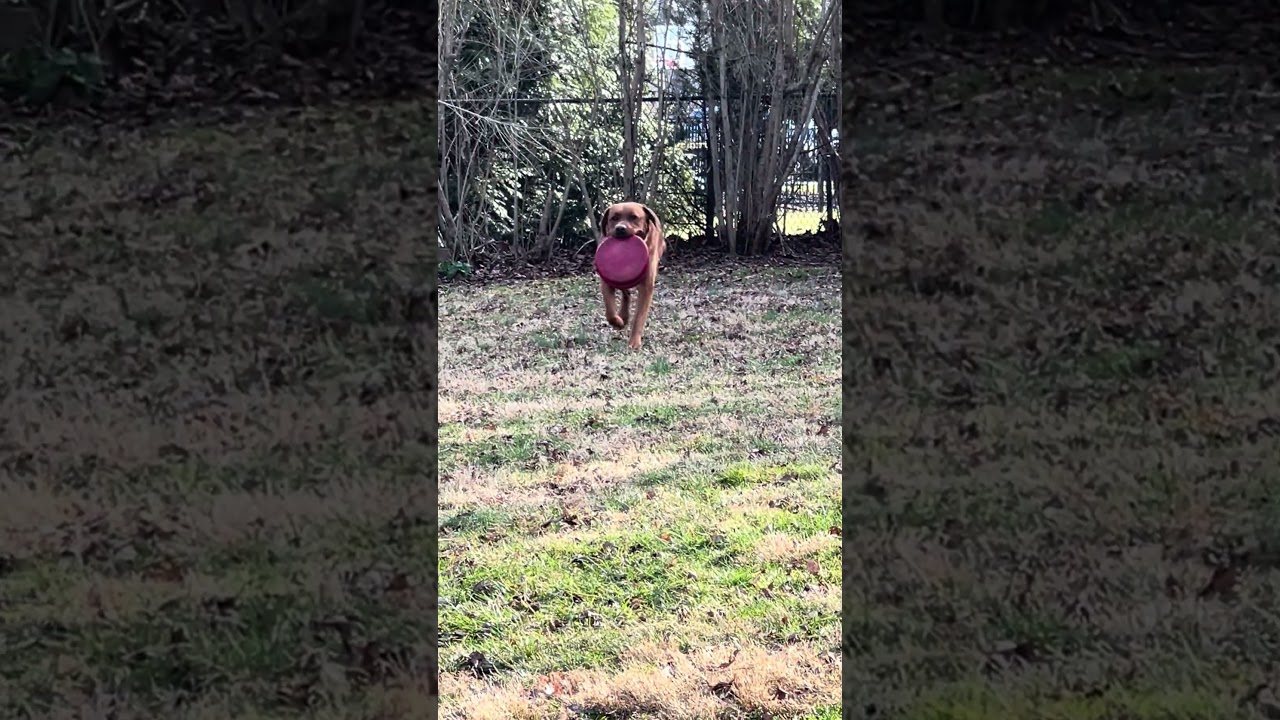 Enlarge Wilson #2, a Adoptable Labrador Retriever in Warrington, PA video 6/6