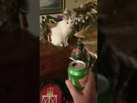 Cats React to ginger ale (just smelling it)